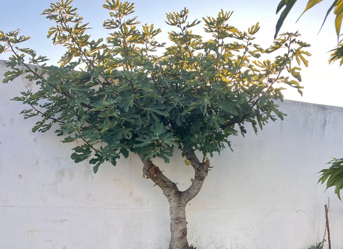 Taille de fruitier professionnel jardin