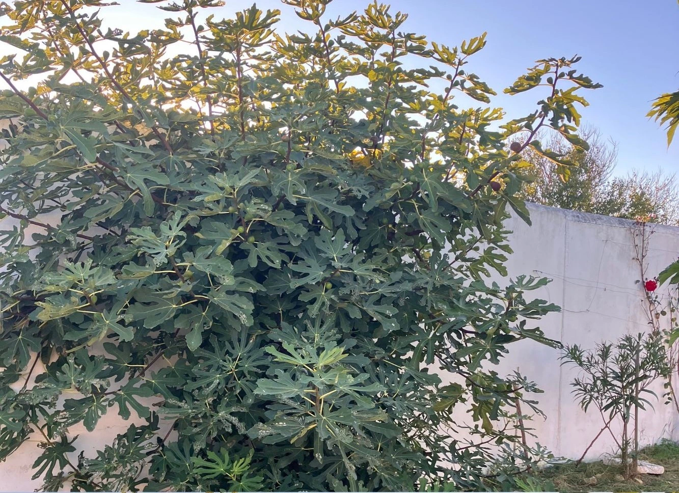 Fruitier non taillé