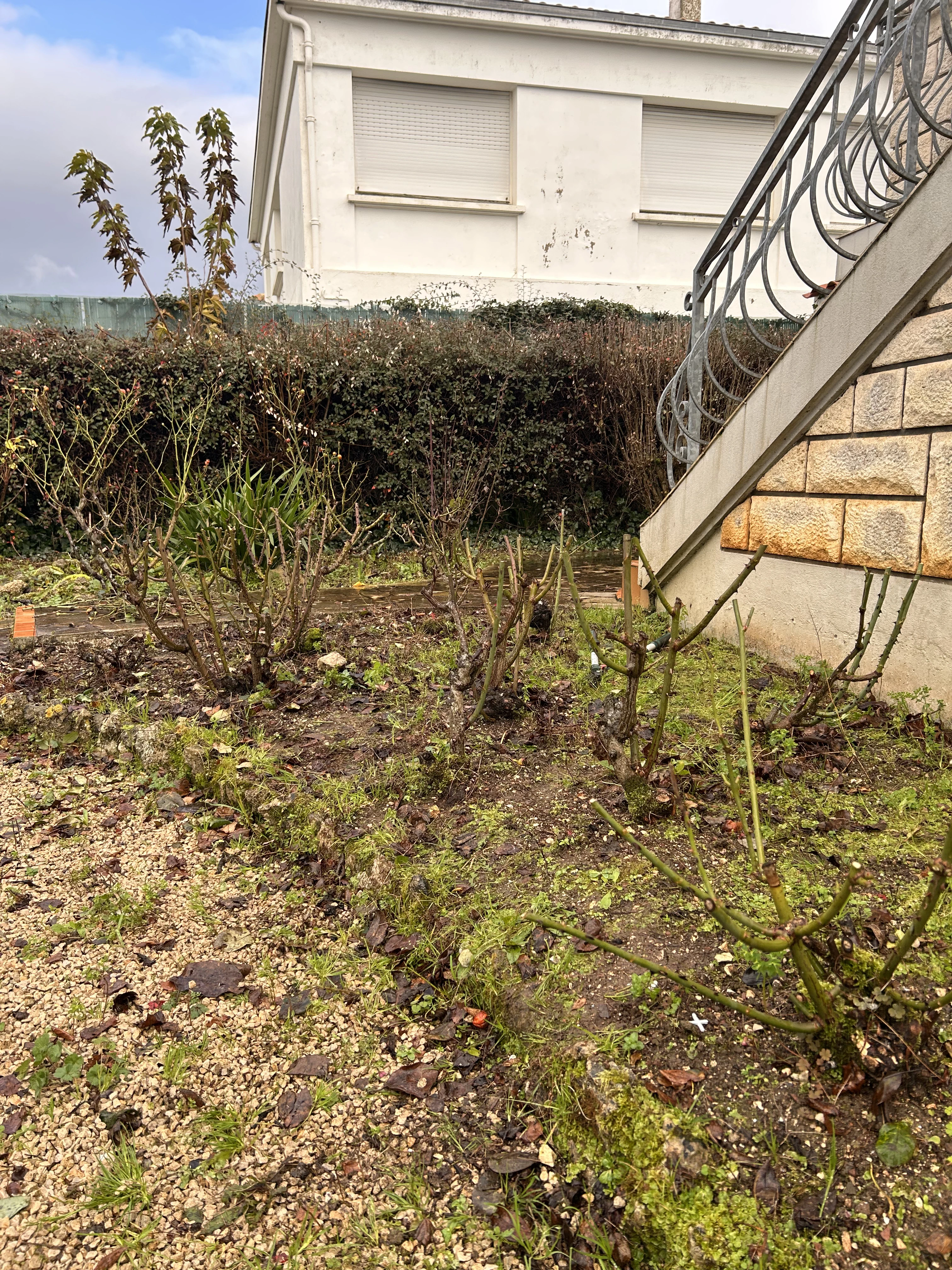Taille rosier jardinier l'ile de ré