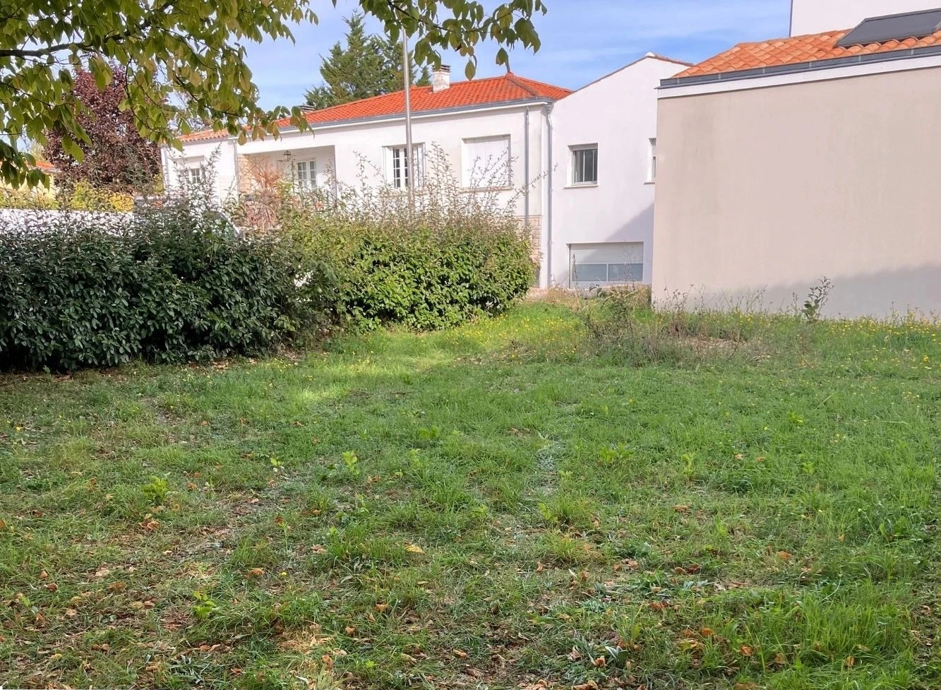 Avant tonte de friche